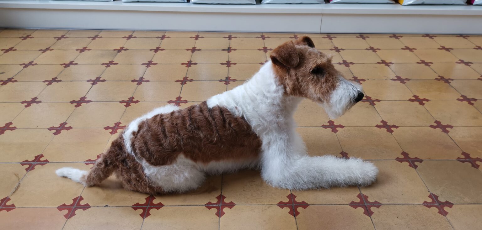 hvid brun hund på gulvet