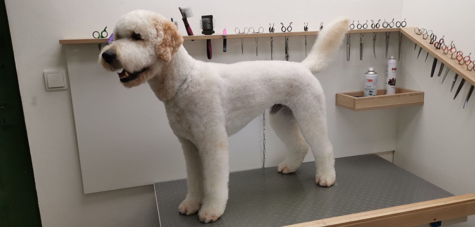 hund og mange saks i baggrunden