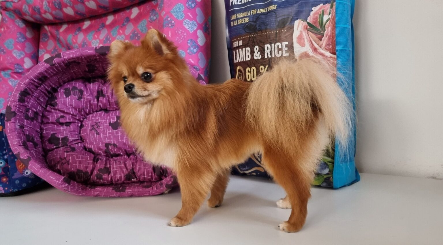 lille hund med hundemad i baggrunden