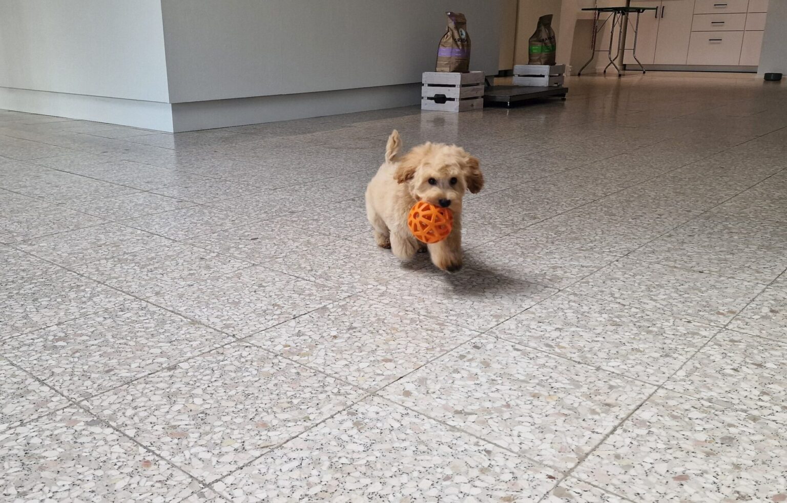 hundehvalp i butikken