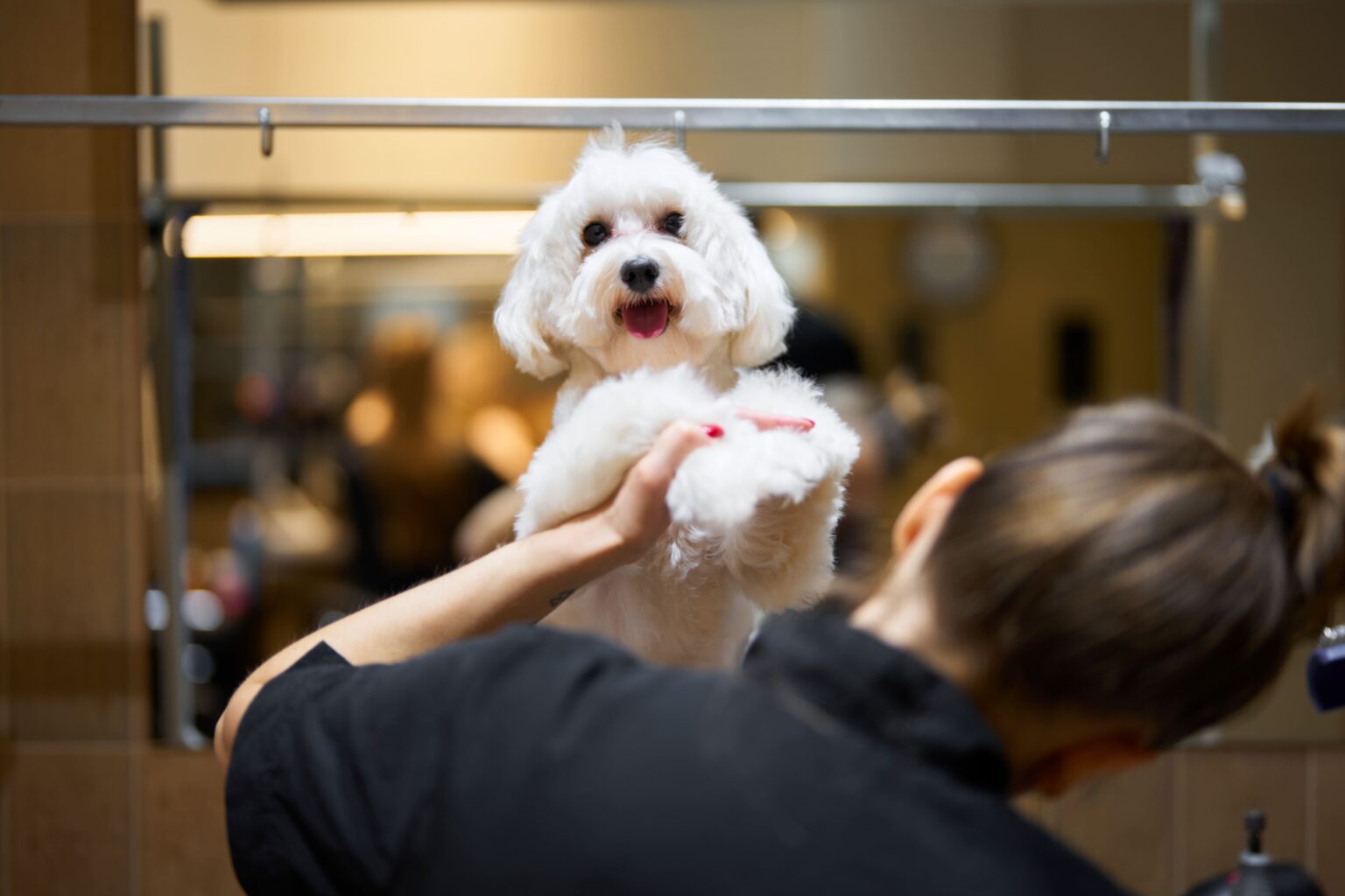 hund som er hos frisøren og klippes