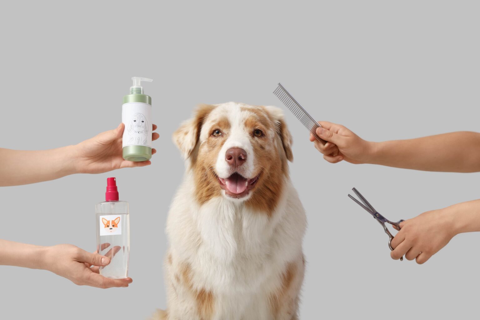 hundeklinik frisør