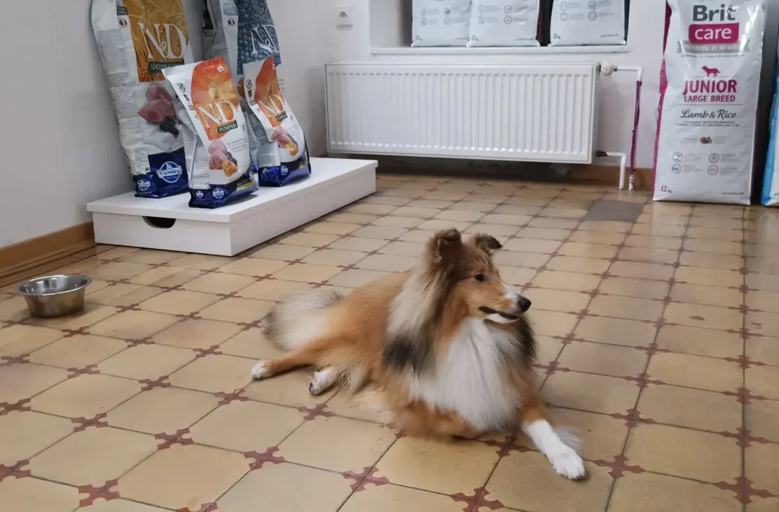 hund i butikken på gulvet